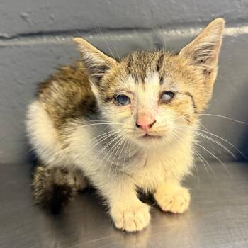 TUSC-Wildlife-85118 -  Domestic Short Hair Cat for Adoption in Tuscaloosa, Alabama - TUSC-Wildlife-85118 | PetCurious