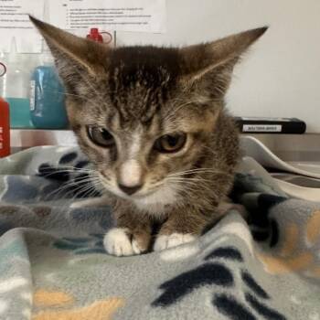 Mini -  Domestic Short Hair Cat for Adoption in Lakeland, Florida - Mini | PetCurious