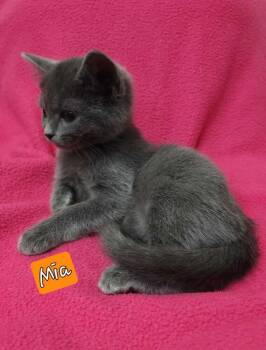 Rescue Domestic Short Hair and Russian Blue Cats for Adoption in Jessup, Maryland - Mia | PetCurious