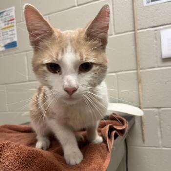 Compton -  Domestic Short Hair Cat for Adoption in Bristol, Indiana - Compton | PetCurious