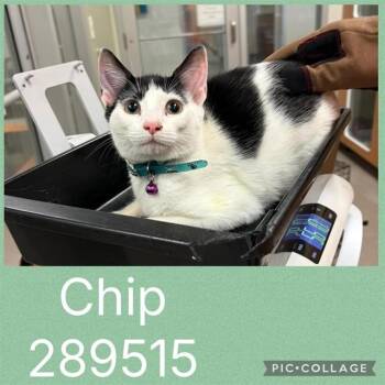 CHIP -  Domestic Short Hair Cat for Adoption in Macon, Georgia - CHIP | PetCurious