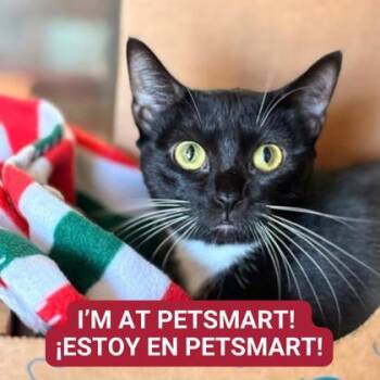 Rescue Domestic Short Hair Cats for Adoption in Carrollton, Texas - Catfish | PetCurious