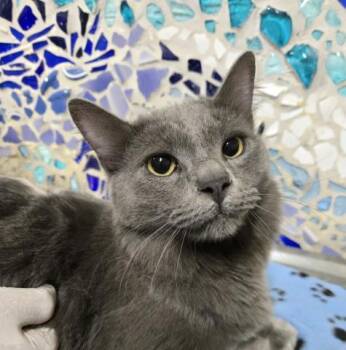 Domestic Short Hair Cats Available for Adoption in Pensacola, Florida - MATISSE | PetCurious