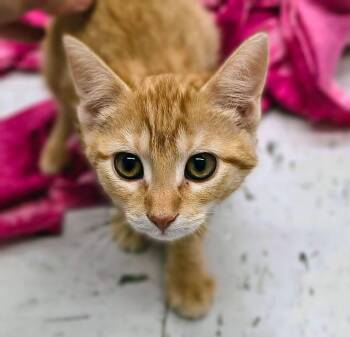 Punkin -  Domestic Short Hair Cat for Adoption in Oriental, North Carolina - Punkin | PetCurious