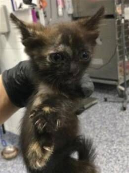 A1935948 -  Domestic Short Hair Cat for Adoption in Thousand Palms, California - A1935948 | PetCurious