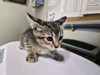 Roza -  Domestic Short Hair Cat for Adoption in Bolivar, Missouri - Roza | PetCurious