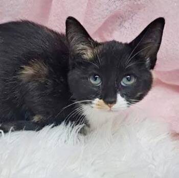 Sabrina is all the magic u need - VIDEO of this rainbow princess -  Calico and Turkish Van Cat for Adoption in Bedford Hills, New York - Sabrina Is All The Magic U Need - VIDEO Of This Rainbow Princess | PetCurious