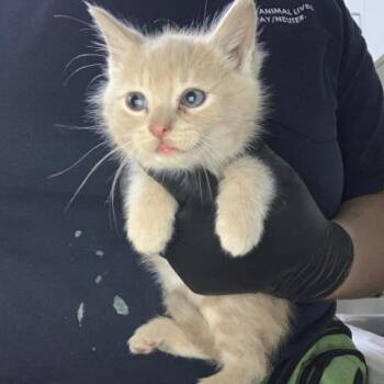 Domestic Long Hair and Domestic Short Hair Cats Available for Adoption in Visalia, California - A253528 | PetCurious