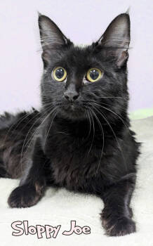 Rescue Domestic Medium Hair and Domestic Short Hair Cats for Adoption in Mason, Michigan - Sloppy Joe | PetCurious