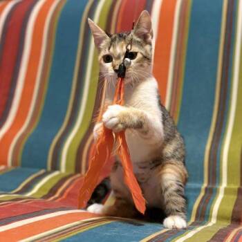 Gretchen -  Calico and Domestic Short Hair Cat for Adoption in Knoxville, Tennessee - Gretchen | PetCurious