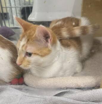 Rescue Domestic Short Hair Cats for Adoption in Royal Palm Beach, Florida - RORY | PetCurious