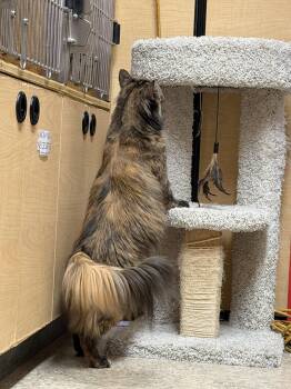 Domestic Long Hair Cats Available for Adoption in Wheaton, Illinois - Mandy | PetCurious
