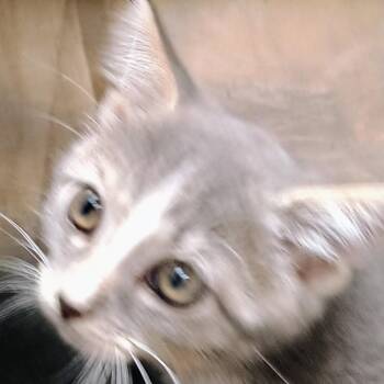 Forge -  Domestic Short Hair Cat Available for Adoption in Palestine, Texas - Forge | PetCurious
