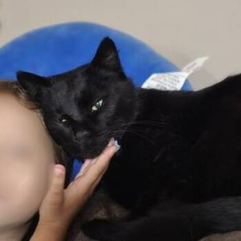 Rescue Domestic Short Hair Cats for Adoption in Chuckey, Tennessee - Binx | PetCurious