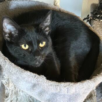 Domestic Short Hair Cats Available for Adoption - Cascade | PetCurious