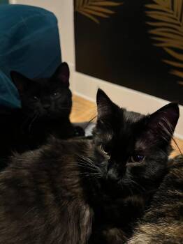 Meredith / Penny -  Domestic Long Hair Cat for Adoption in Minneapolis, Minnesota - Meredith / Penny | PetCurious