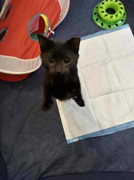 Rescue Domestic Short Hair Cats for Adoption in West Lawn, Pennsylvania - Loki | PetCurious