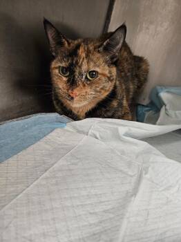 Rescue Domestic Short Hair Cats for Adoption in Morgantown, Kentucky - Oakley | PetCurious