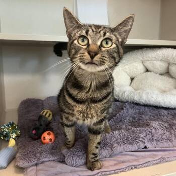 Kramer -  Domestic Short Hair Cat for Adoption in Eatontown, New Jersey - Kramer | PetCurious