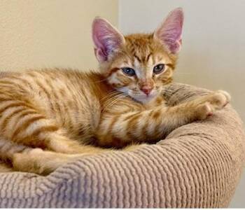 AUSTIN -  Domestic Short Hair Cat for Adoption in Tustin, California - AUSTIN | PetCurious
