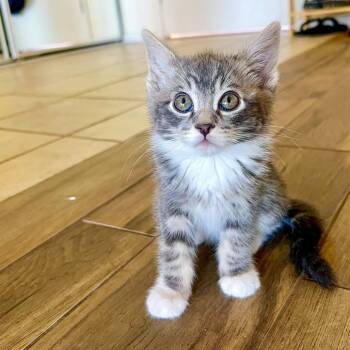Domestic Medium Hair Cats Available for Adoption - Splash | PetCurious