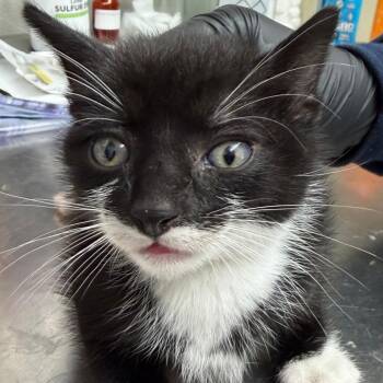 LILY KITTEN2 -  Domestic Short Hair Cat for Adoption in Richmond, California - LILY KITTEN2 | PetCurious