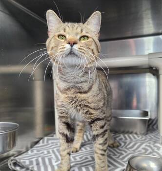 Nanami -  Domestic Short Hair Cat for Adoption in Roanoke, Virginia - Nanami | PetCurious