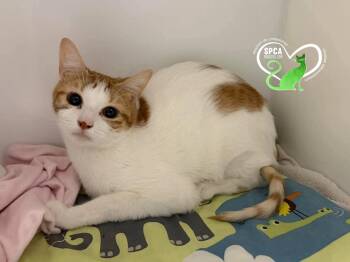 Babygirl -  Domestic Short Hair Cat for Adoption in Delson, Quebec - Babygirl | PetCurious