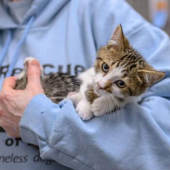 CASHEW -  Domestic Short Hair Cat for Adoption in Hamilton Township, New Jersey - CASHEW | PetCurious