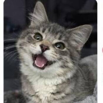 Clawdia -  Domestic Medium Hair Cat for Adoption in Vine Grove, Kentucky - Clawdia | PetCurious