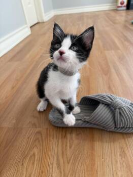 Rescue Domestic Short Hair Cats for Adoption in Bryan, Texas - Cluckadoodledoo | PetCurious