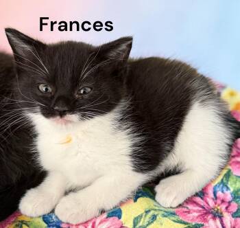 Frances -  Domestic Short Hair Cat for Adoption in Weems, Virginia - Frances | PetCurious