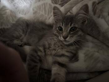 Prismo The Wish Master -  Domestic Medium Hair Cat for Adoption in Vancouver, Washington - Prismo The Wish Master | PetCurious
