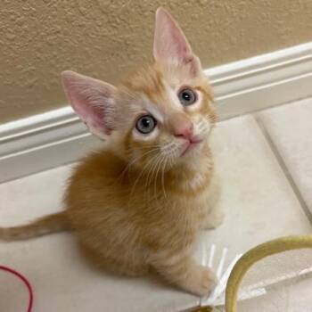 Domestic Short Hair Cats Available for Adoption in Phoenix, Arizona - Red | PetCurious