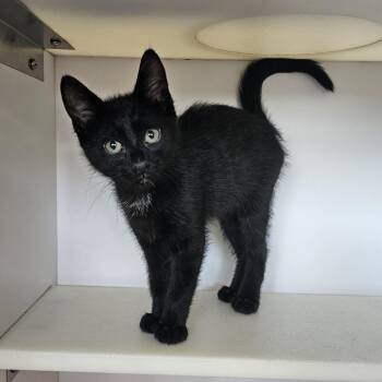 Winston -  Domestic Short Hair Cat for Adoption in Monroe, Michigan - Winston | PetCurious