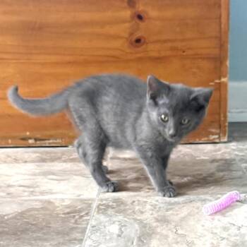 Cloud -  Russian Blue and Domestic Short Hair Cat for Adoption in Brownsboro, Alabama - Cloud | PetCurious