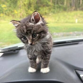 oden -  Domestic Medium Hair Cat for Adoption in Fairmont, West Virginia - Oden | PetCurious
