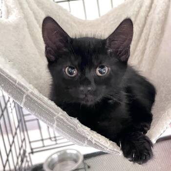 Veruca -  Domestic Short Hair Cat for Adoption in Maplewood, New Jersey - Veruca | PetCurious