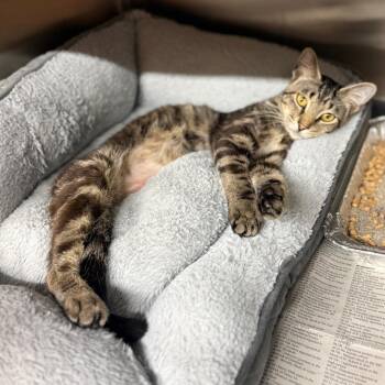 Yardstick -  Domestic Short Hair Cat for Adoption in Pauls Valley, Oklahoma - Yardstick | PetCurious