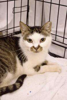 Rescue Domestic Short Hair Cats for Adoption in Pleasantville, New Jersey - Murph | PetCurious