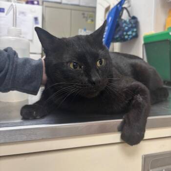 Domestic Short Hair Cats Available for Adoption - Blinx | PetCurious