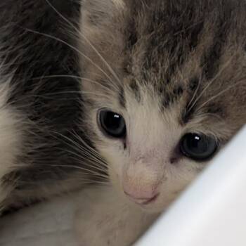 Lemon Pepper -  Domestic Short Hair Cat for Adoption in Morganton, North Carolina - Lemon Pepper | PetCurious