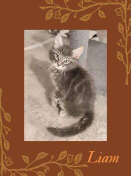 Liam (Broad St. Babies) -  Domestic Long Hair Cat for Adoption in Telford, Pennsylvania - Liam (Broad St. Babies) | PetCurious