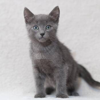 Domestic Medium Hair Cats Available for Adoption in Sunnyvale, California - Coriander | PetCurious