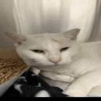 Billy Buttons -  Domestic Short Hair Cat for Adoption in Indianapolis, Indiana - Billy Buttons | PetCurious