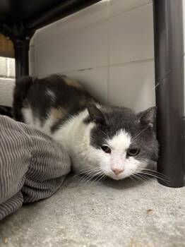 WILD WONDER -  Domestic Short Hair Cat for Adoption in Leesburg, Virginia - WILD WONDER | PetCurious