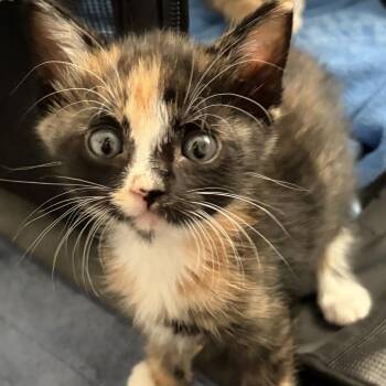 Blazie BB -  Domestic Short Hair Cat for Adoption in Los Angeles, California - Blazie BB | PetCurious
