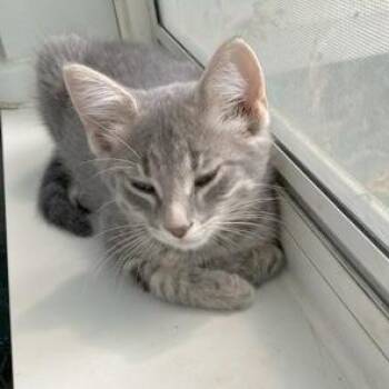 Ross -  Domestic Short Hair Cat for Adoption in Rochester, Minnesota - Ross | PetCurious