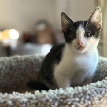 Rescue Domestic Short Hair Cats for Adoption in Los Angeles, California - Ronnie | PetCurious