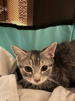 American Shorthair Cats Available for Adoption in Hagaman, New York - Moss | PetCurious